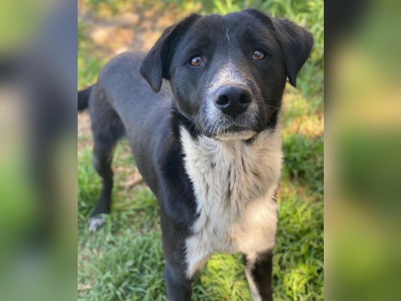 Sora,  geb. ca 03/2025, lebt in GRIECHENLAND, auf einer privaten Pflegestelle