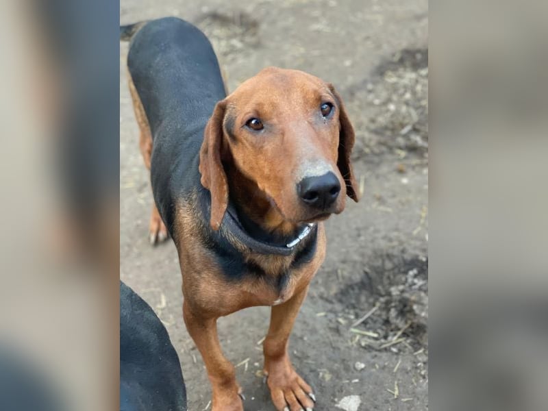 Abaluga, geb. ca. 01/2024, lebt in GRIECHENLAND, auf einer privaten Pflegestelle, Vermittlungshilf