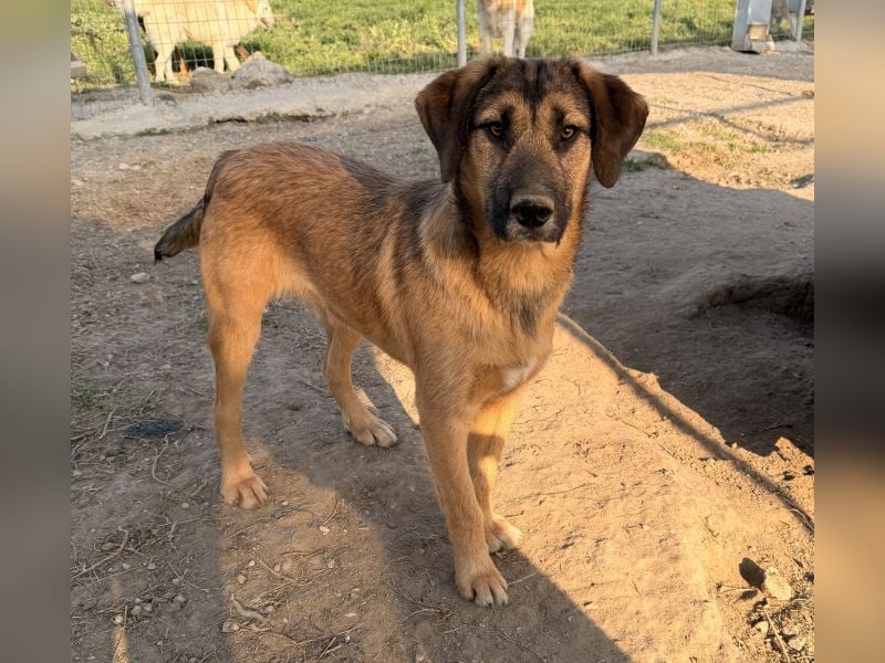 Maverick, geb. ca. 07/2025, lebt in GRIECHENLAND, im städt. Tierheim Serres