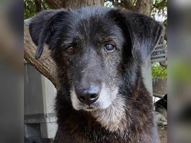 Bolt, geb. ca. 09/2017, lebt in GRIECHENLAND, auf einer privaten Pflegestelle