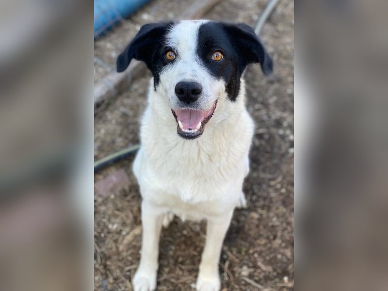 Alva, geb. ca. 05/2023, lebt in GRIECHENLAND, auf einer privaten Pflegestelle