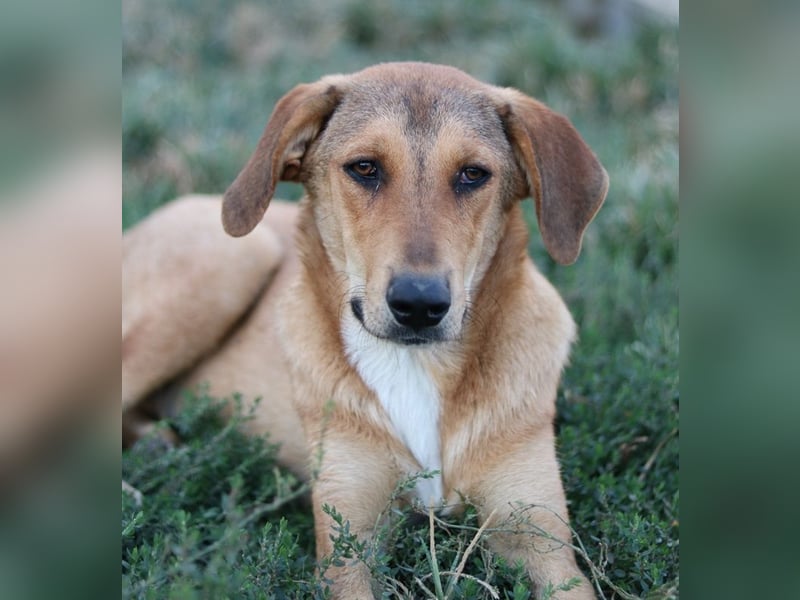 Henning, geb. ca. 12/2023, lebt in GRIECHENLAND, im städt. Tierheim Serres