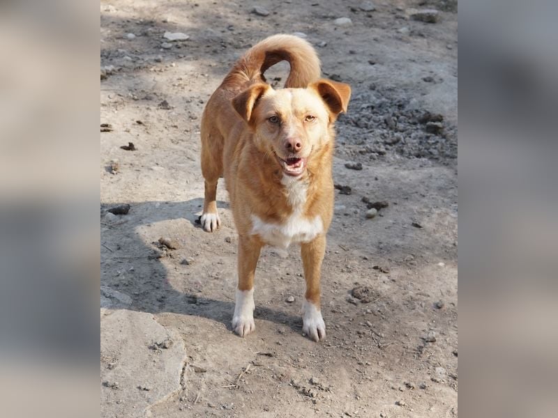 Rosalie, geb. ca. 12/2022, lebt in GRIECHENLAND, auf einer privaten Pflegestelle