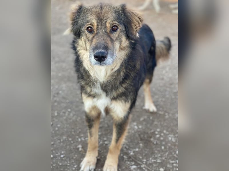 Shiou, geb. ca. 12/2023, lebt in GRIECHENLAND, im städt. Tierheim Serres