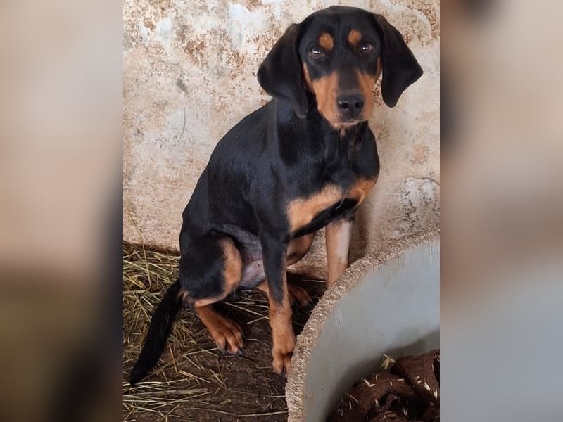 Frida, geb. ca. 01/2025, lebt in GRIECHENLAND, auf einer privaten Pflegestelle