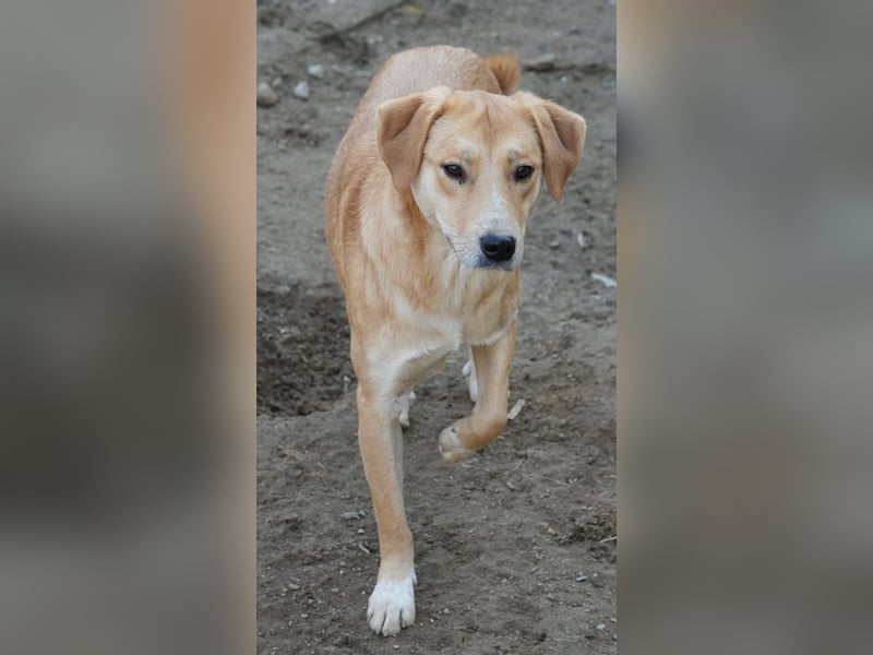 Boston, geb. ca. 07/2023, lebt in GRIECHENLAND, auf einer privaten Pflegestelle