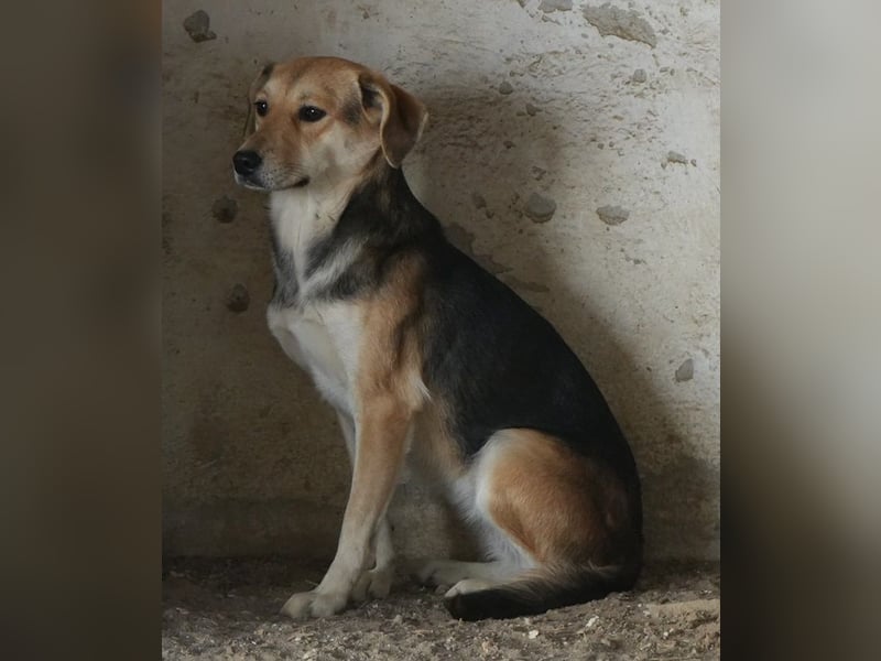 Atlanta, geb. ca. 07/2023, lebt in GRIECHENLAND, auf einer privaten Pflegestelle