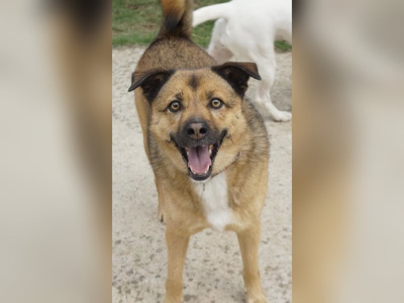 Aris-Jano, geb. ca. 02/16, lebt in GRIECHENLAND, auf einer privaten Pflegestelle