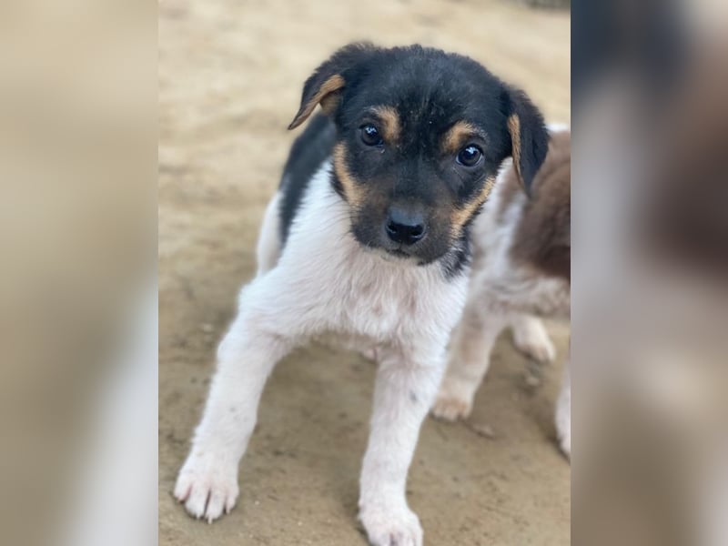 Caien, geb. ca. 10/2025, lebt auf einer Pflegestelle in 49176 Hilter