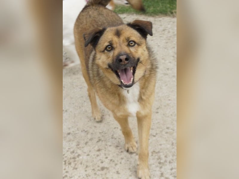 Aris-Jano, geb. ca. 02/16, lebt in GRIECHENLAND, auf einer privaten Pflegestelle