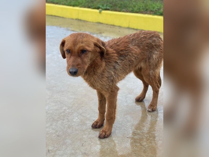 Kayla, geb. ca. 08/2025, lebt in GRIECHENLAND, im städt. Tierheim Serres