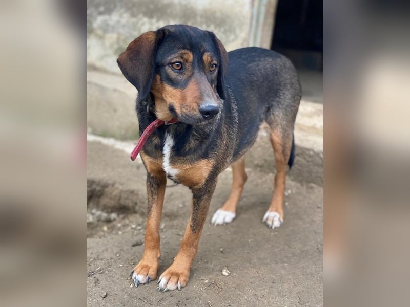 Zona, geb. ca. 11/2022, lebt in GRIECHENLAND, auf einer privaten Pflegestelle