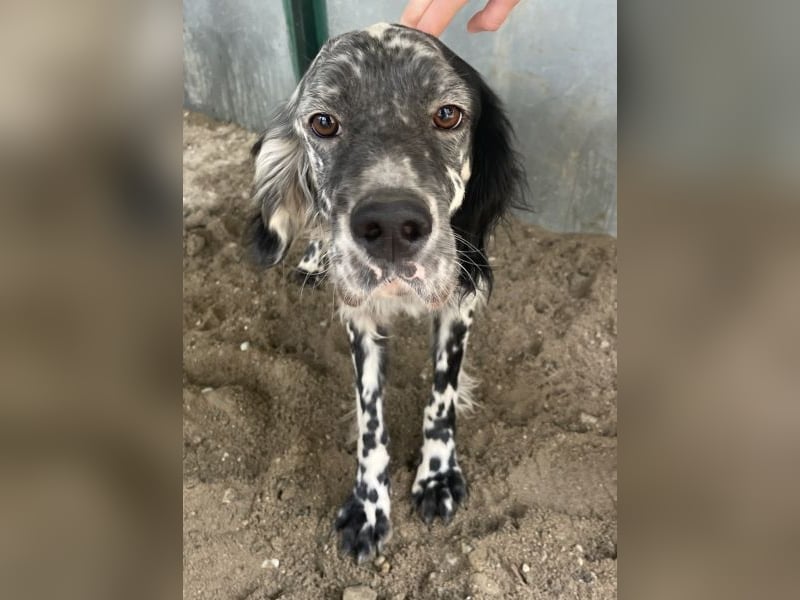 Finlo, geb. ca. 02/2024, lebt in GRIECHENLAND, auf einer privaten Pflegestelle