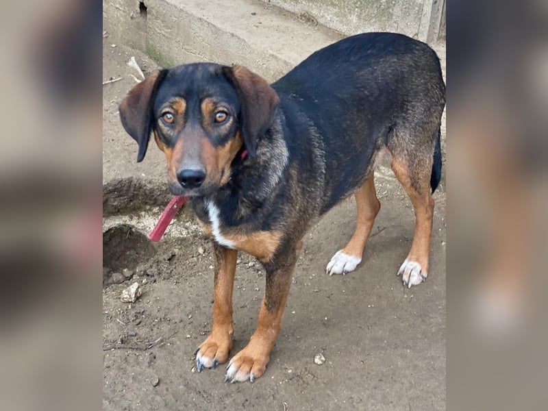 Zona, geb. ca. 11/2022, lebt in GRIECHENLAND, auf einer privaten Pflegestelle