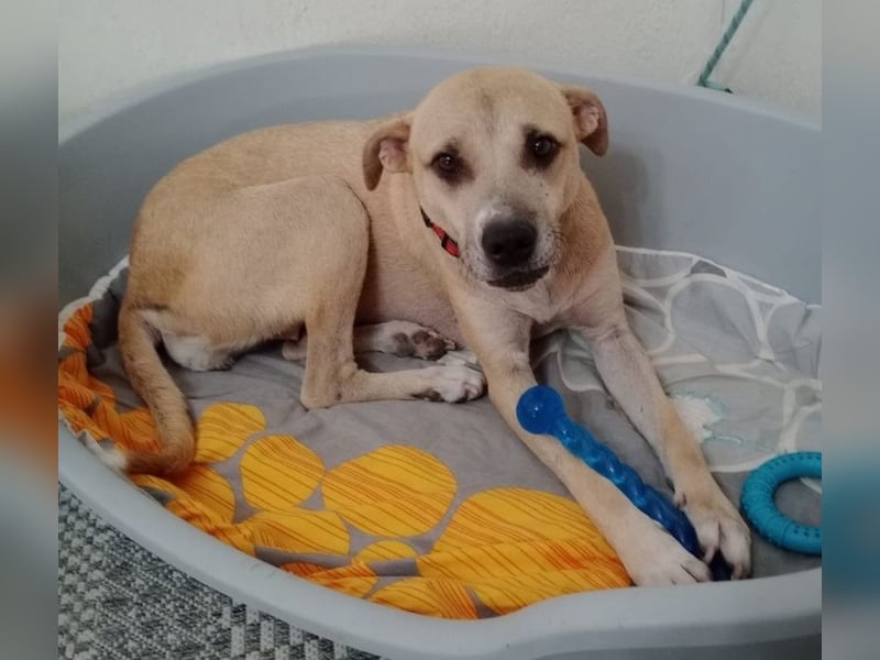 Coco, geb. ca. 07/2022, lebt in GRIECHENLAND, auf einer privaten Pflegestelle