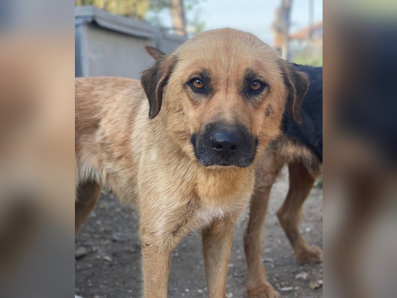 Tavina, geb. ca. 08/2024, lebt in GRIECHENLAND, im städt. Tierheim Serres