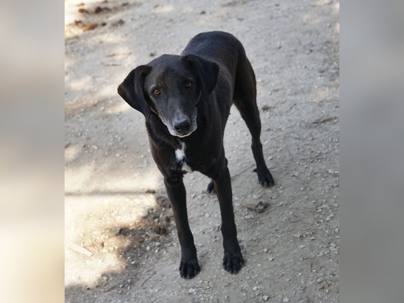 Chelion, geb. ca. 11/2018, lebt in GRIECHENLAND, im städt. Tierheim Serres