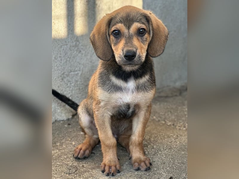Lenny, geb. ca. 05/2026, lebt in GRIECHENLAND, im städt. Tierheim Serres