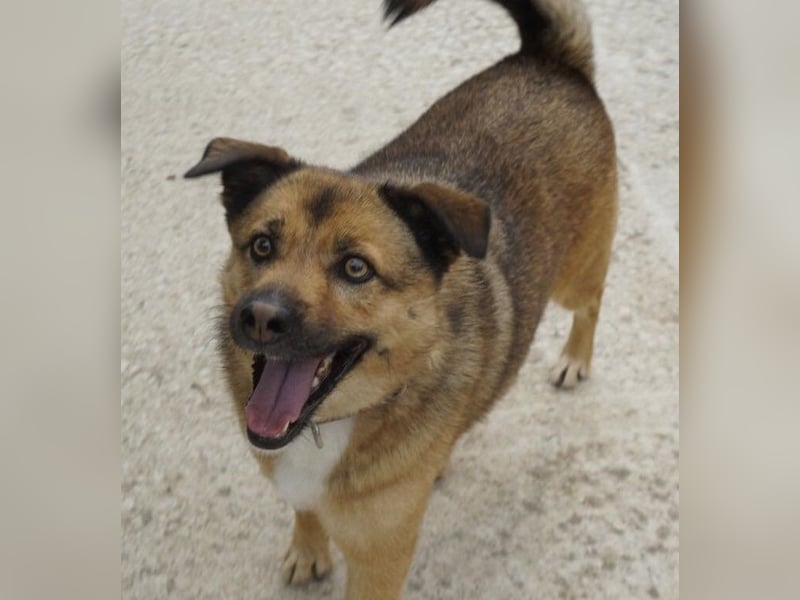 Aris-Jano, geb. ca. 02/16, lebt in GRIECHENLAND, auf einer privaten Pflegestelle