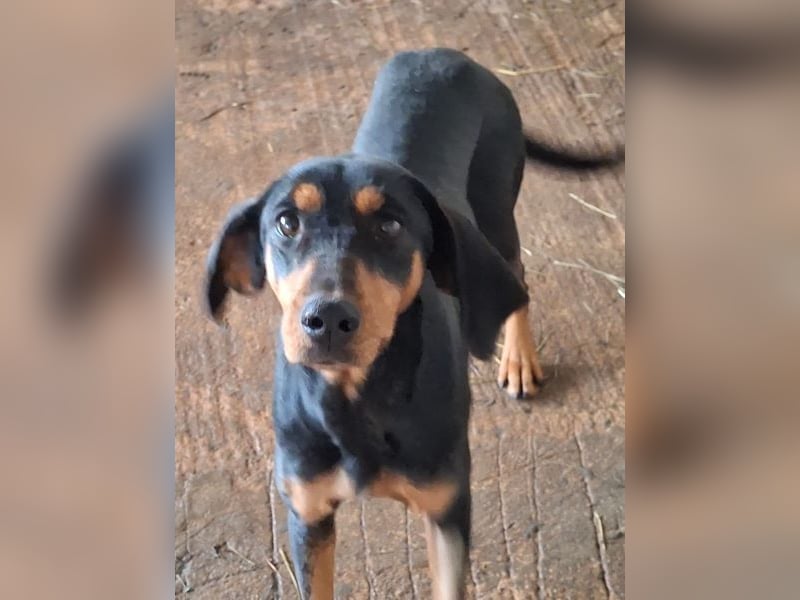 Frida, geb. ca. 01/2025, lebt in GRIECHENLAND, auf einer privaten Pflegestelle