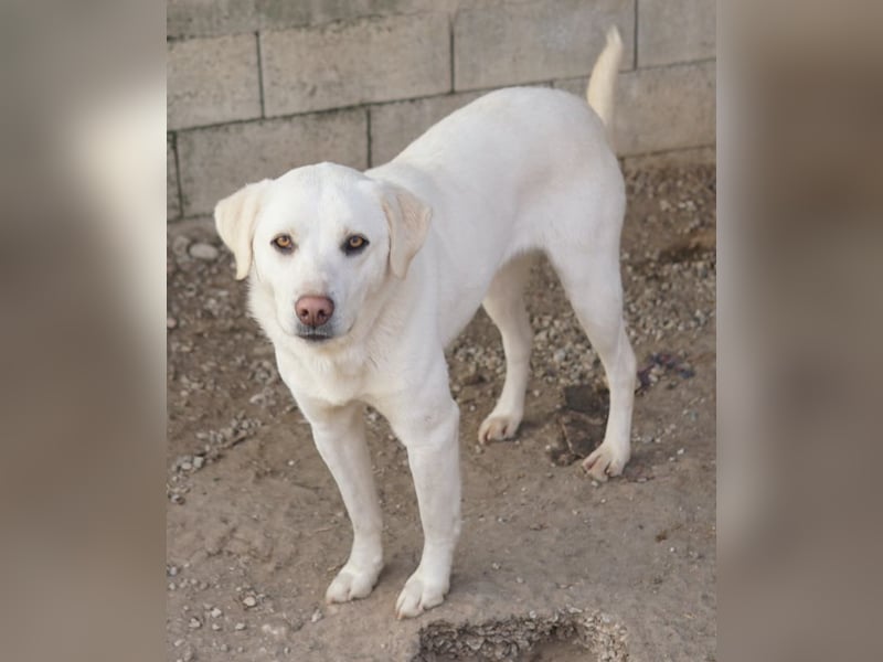 Gianna, geb. ca. 02/2022, lebt in GRIECHENLAND, im städt. Tierheim Serres