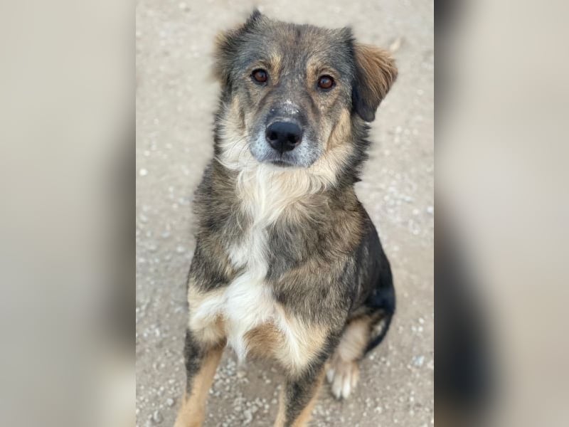 Shiou, geb. ca. 12/2023, lebt in GRIECHENLAND, im städt. Tierheim Serres