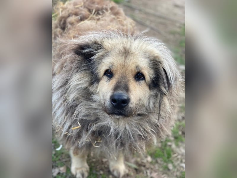 Mandy Lou geb. ca. 11/2020, lebt in GRIECHENLAND, auf einer privaten Pflegestelle