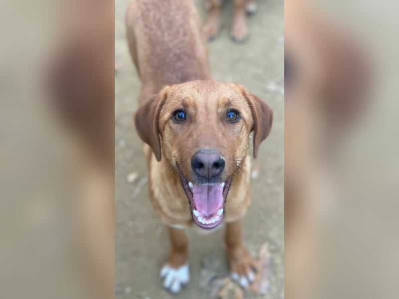 Karamell, geb. ca. 06/2025, lebt in GRIECHENLAND, auf einer privaten Pflegestelle