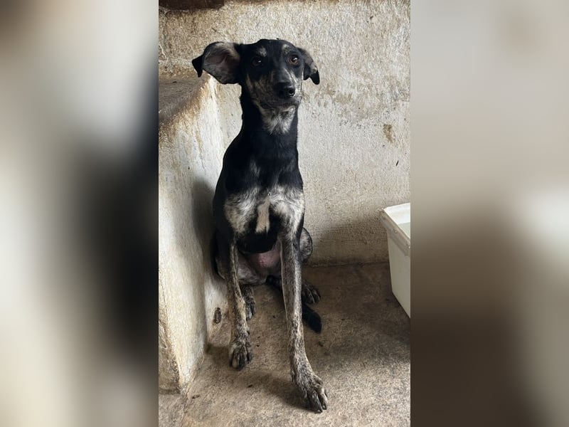 Savina, geb. ca. 01/2025, lebt in GRIECHENLAND, auf einer privaten Pflegestelle