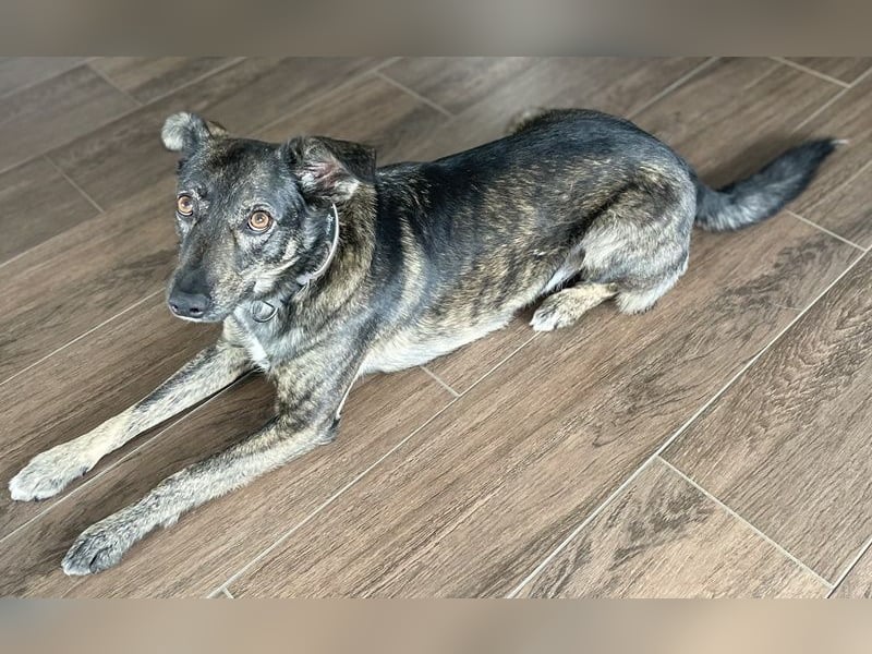 Larsson, geb. ca. 12/2018, lebt bei einer Familie in 74229 Oedheim, Vermittlungshilfe