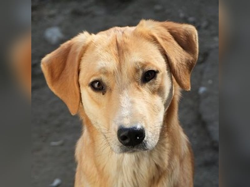 Boston, geb. ca. 07/2023, lebt in GRIECHENLAND, auf einer privaten Pflegestelle