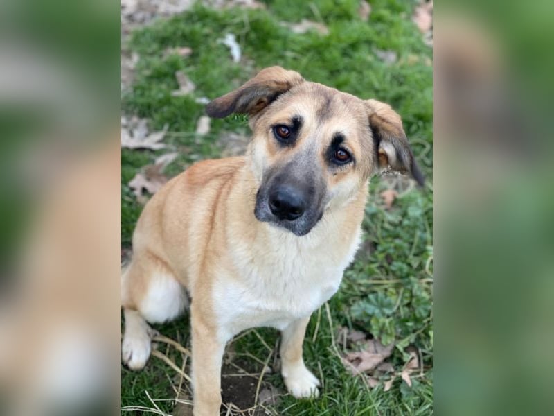 Heraya, geb. ca. 02/2025, lebt in GRIECHENLAND, auf einer privaten Pflegestelle