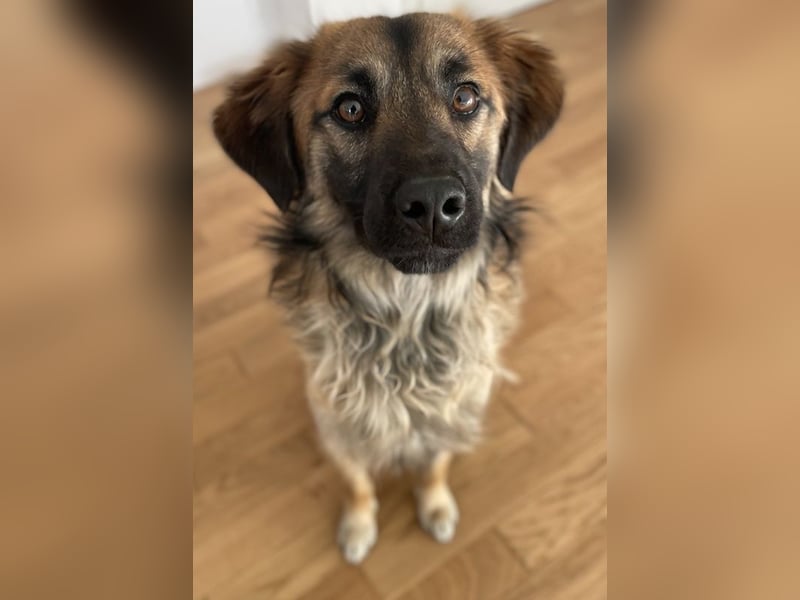 Strolch, geb. ca. 04/2024, lebt auf einer Pflegestelle in 71272 Renningen