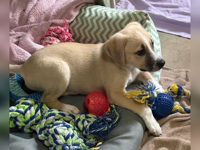 Cola, geb. ca. 11/2025, lebt in GRIECHENLAND, auf einer privaten Pflegestelle