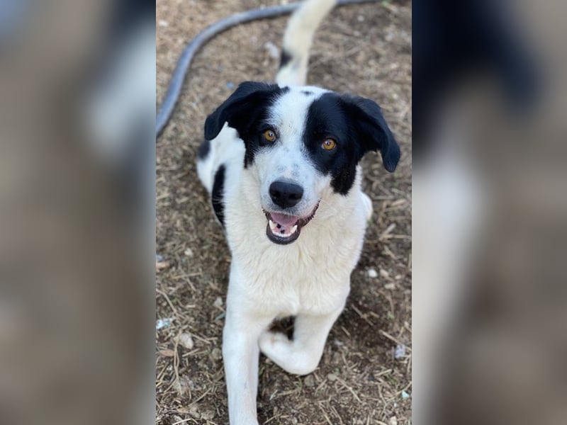 Alva, geb. ca. 05/2023, lebt in GRIECHENLAND, auf einer privaten Pflegestelle