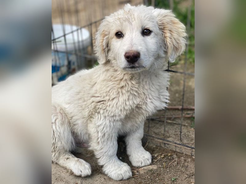 Tiramisu, geb. ca. 01/2026, lebt in GRIECHENLAND, auf einer privaten Pflegestelle