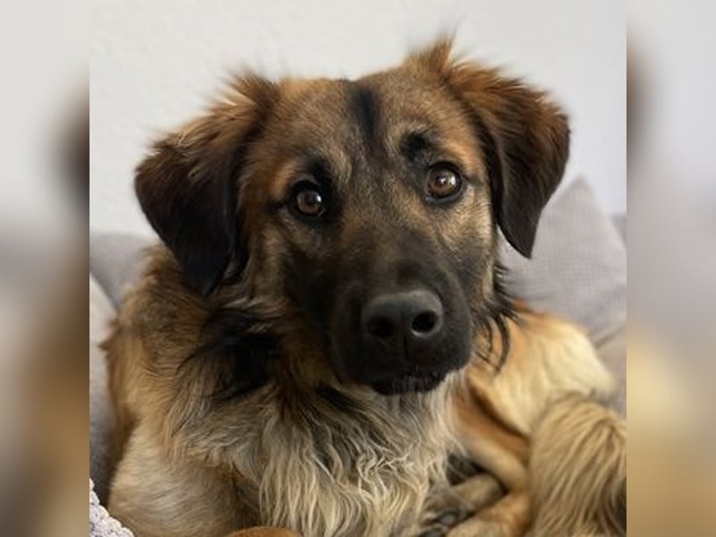 Strolch, geb. ca. 04/2024, lebt auf einer Pflegestelle in 71272 Renningen