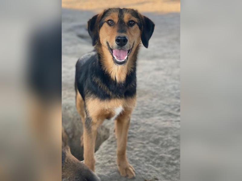 Rockie, geb. ca. 07/2025, lebt in GRIECHENLAND, im städt. Tierheim Serres