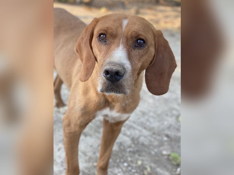 Elma, geb. ca. 03/2021, lebt in GRIECHENLAND, im städt. Tierheim Serres