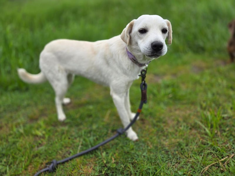Bonnie (Bianco)