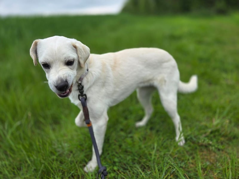 Bonnie (Bianco)
