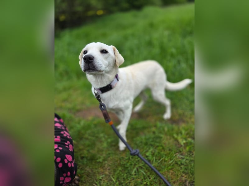 Bonnie (Bianco)