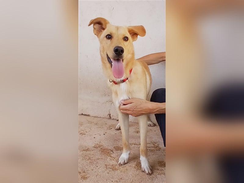Bruno - Körbchen gesucht!