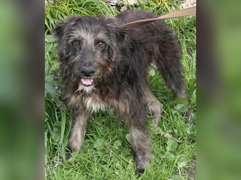 Jerry der lebensfrohe Wuschelmix