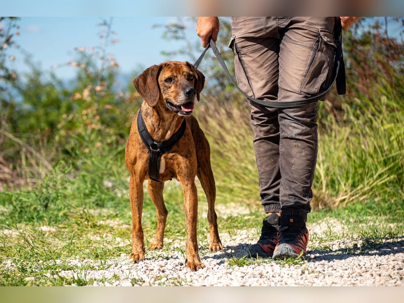Lebensfroher Shaggy sucht seinen Jackpot!