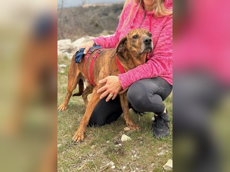 Lebensfroher Shaggy sucht seinen Jackpot!