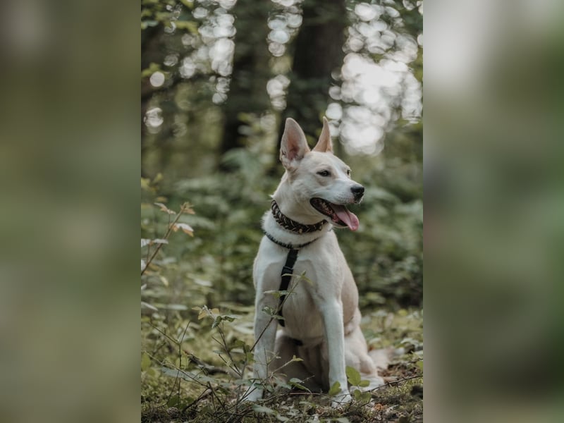 Hailey (Hedvig) -Fröhliche Junghündin sucht aktive Menschen für gemeinsame Abenteuer