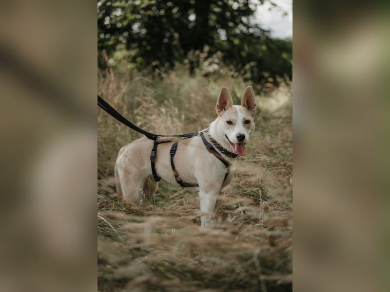 Hailey (Hedvig) -Fröhliche Junghündin sucht aktive Menschen für gemeinsame Abenteuer