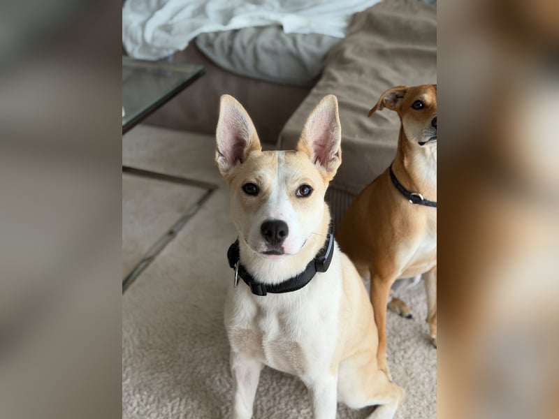 Hailey (Hedvig) -Fröhliche Junghündin sucht aktive Menschen für gemeinsame Abenteuer