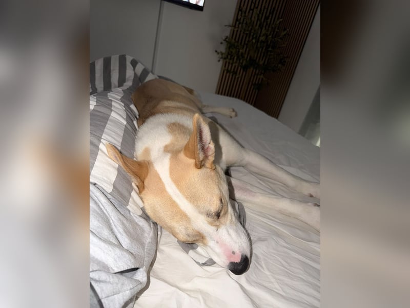 Hailey (Hedvig) -Fröhliche Junghündin sucht aktive Menschen für gemeinsame Abenteuer